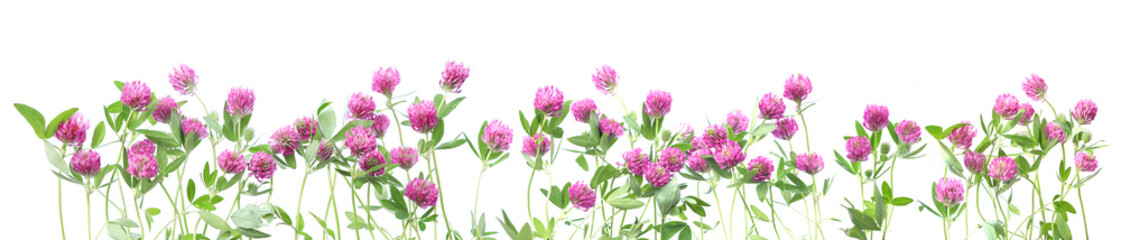 Wall Mural - border of blooming red clovers isolated on white background. meadow wild plants trifolium pratense.