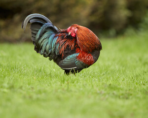 Wall Mural - Red rooster in garden cleaning feathers