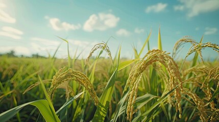 Sticker - A serene rice field with ripe grains and a clear sky.