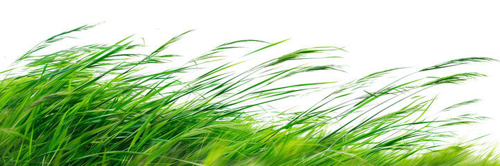 Grass with natural, isolated on transparent background.