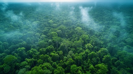 Wall Mural - lush green rainforest canopy with morning mist seen from above, highlighting dense foliage in a trop