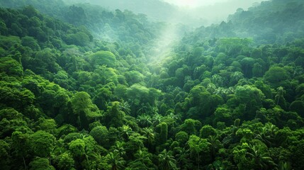 Wall Mural - lush green rainforest canopy with fog in the morning light