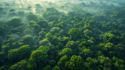 Wall Mural - aerial view of lush green rainforest at sunrise, showcasing dense tree canopy and mist rising over t