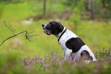 Wall Mural - Dog english pointer