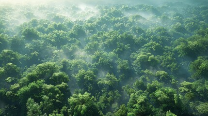 Wall Mural - lush green forest canopy with fog in early morning light