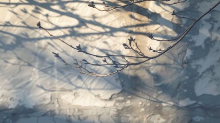 Canvas Print - Branch shadows with a beautiful background