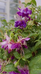 Wall Mural - A detailed close-up shot of vibrant fuchsia flowers adorned with delicate dew drops, set against lush green leaves. The image captures the intricate details of the petals and the freshness of the