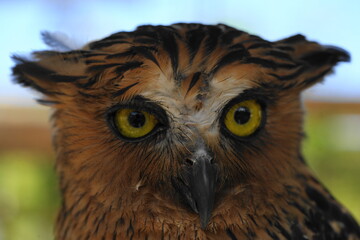 Poster - Ketupa ketupu, commonly known as the Buffy Fish Owl, is a species of large owl native to Southeast Asia. It is known for its distinctive appearance and specialized diet.|馬來漁鴞