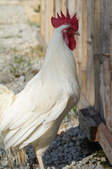 Wall Mural - White chickens refer to a variety of chicken breeds that feature white feathers. These chickens are often raised for different purposes, including meat production, egg-laying, or ornamental reasons.