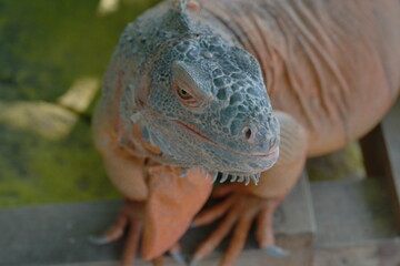 Poster - The Green Iguana (Iguana iguana) is a large, arboreal lizard native to Central and South America. It is known for its vibrant green coloration and impressive size, making it a popular species|美洲鬣蜥