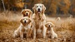 © Tabassum - Golden Retriever Family in the Countryside