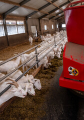 Canvas Print - white goats in dutch organic farm and feeding robot