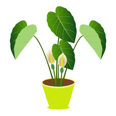 Wall Mural - Taro plant with leaves and flowers in a pot on a white background..eps