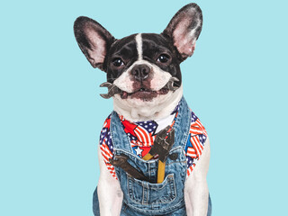 Wall Mural - Charming puppy, American Flag and denim overalls. Close-up, indoors. Studio shot. Congratulations for family, relatives, loved ones, friends and colleagues. Pets care concept