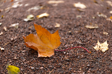 Wall Mural - fallen maple leaf on the road, autumn natural background