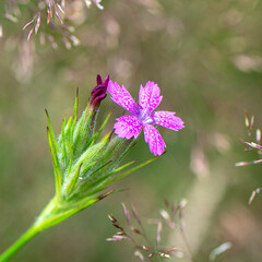 Wall Mural - Blüte pink - raue Nelke