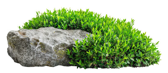 Wall Mural - Natural landscape featuring rocks and greenery in a garden setting, cut out