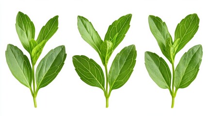 Sticker - Closeup of stevia leaves showing intricate details, isolated on white background, bright and fresh appearance 