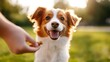 © fotogurmespb - Trainer giving a dog a treat after successfully performing a trick, joyful expressions, park setting, bright and sunny, medium shot