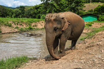 Chiang Mai, Thailand - August 10 2024: Big elephants walking in the Elephant Nature Park. Elephant jungle sanctuary for rescued elephants near Chiang Mai, Thailand. This was during a sunny day during 