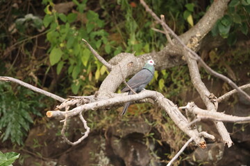 Poster - White-faced cuckoo-dove (Turacoena manadensis), also known as the white-faced dove, is a species of bird in the family Columbidae, endemic of Sulawesi island, Indonesia