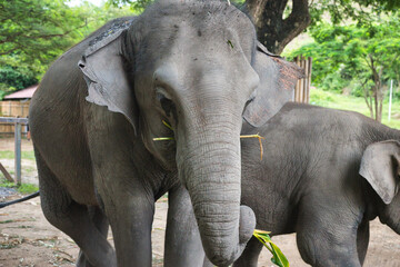 Chiang Mai, Thailand - August 10 2024: Close-up of an Elephants head with focus on the eye, whilst the elephant looks at the camera. On a hot sunny day during the wet season.