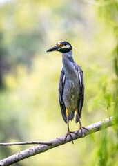 Wall Mural - Yellow-crowned Night Heron perched in the park in Pearland, Texas