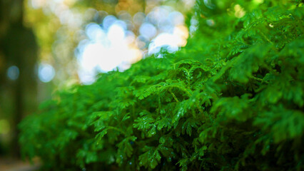 Wall Mural - Blur background green park garden nature bright sunny forest. Blurry outdoor park in spring time glowing shinny day template with sunlight bokeh. Abstract blurred background banner copy space.