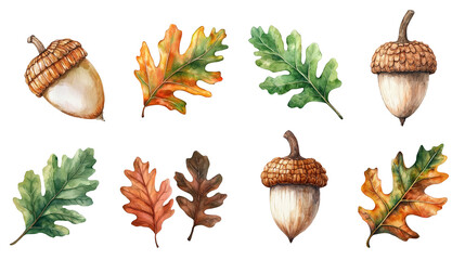 Watercolor acorns and oak leaves.