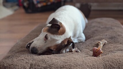 Poster - Dog seen chewing on a bone 