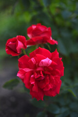 Wall Mural - A red and white rose on a green bush. A garden rose.