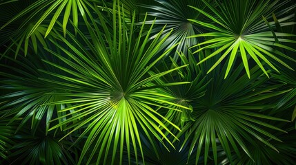 Sticker - Abstract Green Palm Leaf Texture in Tropical Garden