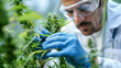 © Chatchanan - A researcher analyzing the growth of organic cannabis in a greenhouse