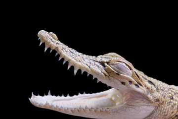 potrait of crocodile porosus with a black background