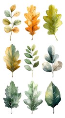 Canvas Print - Assorted Watercolor Oak Leaves in Shades of Green and Brown on White Background