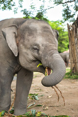 Chiang Mai, Thailand - August 10 2024: Close-up of an Elephants head with focus on the eye, whilst the elephant looks at the camera. On a hot sunny day during the wet season.