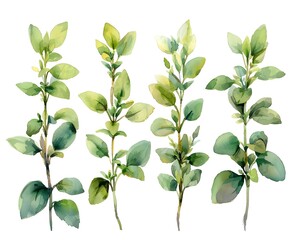 Poster - Watercolor Thyme Leaves in Soft Green Shades on White Background