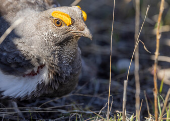 Sticker - Spruce Grouse in Spring in Yellowstoen National park Wyoming