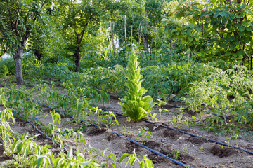 lettuce plant that will grow and produce seeds, lettuce plant for seeds,