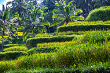 Wall Mural - Tegallalang rice terrace in the Gianyar Regency, Bali, Indonesia