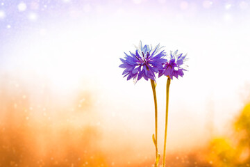 Wall Mural - centaurea cyanus. blue flowers of cornflowers. floral abstract background.