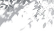 © john - shadow overlay effect isolated on transparent. Transparent shadows and light from leaves and branches. Mockup of leaf shadow and lightning.