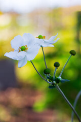 Wall Mural - autumn white anemone flowers close-up in the evening