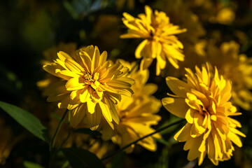 Sticker - yellow flowers in the garden