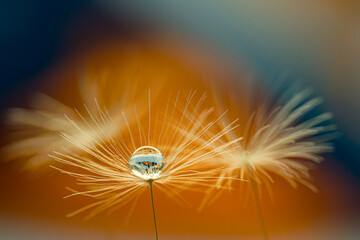 Wall Mural - dandelion with water droplet