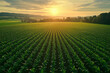 © Chin - Massive crop farm with sunset view, Sustainable agriculture concept.