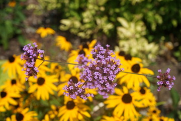 Wall Mural - purpletop vervain