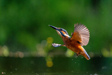 Canvas Print - Common Kingfisher (Alcedo atthis) diving and fishing in the forest in the Netherlands