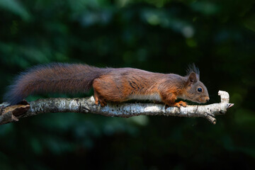 Wall Mural - eurasian red squirrel (sciurus vulgaris) searching for food in the forest in the netherlands.
