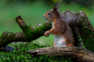 Wall Mural - eurasian red squirrel (sciurus vulgaris) searching for food in the forest in the netherlands.